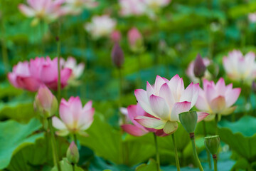 夏に咲く淡いピンク色の蓮の花のクローズアップ