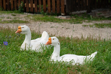 white goose on the grass
