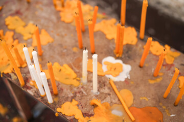 autumn leaves on a tree