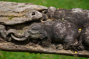 lizard on tree