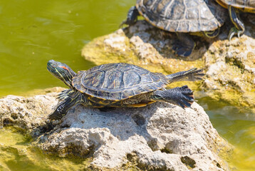 Fototapeta premium red-eared turtle basking in the sun