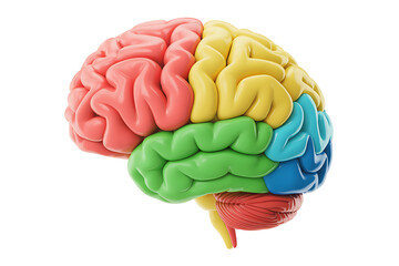 3D rendering of a childs brain with accurate anatomical labeling showing brain regions and functions