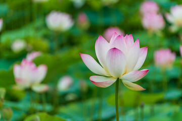 淡いピンク色に咲く蓮の花のクローズアップ