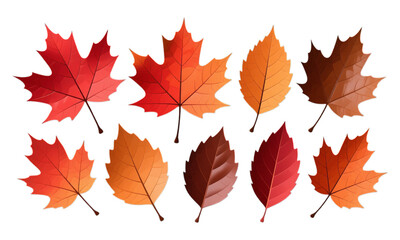 Fototapeta premium Glossy Orange Maple Leaves on Transparent Background, Autumn Illustration for Web Design