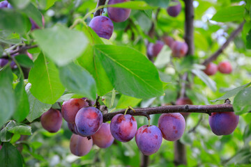 Red plums ripening on a tree in the garden.