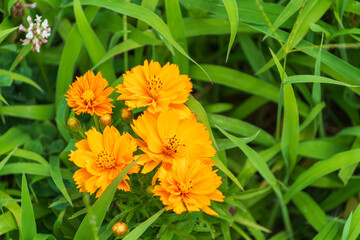 緑の草に映えるオレンジ色のキバナコスモス