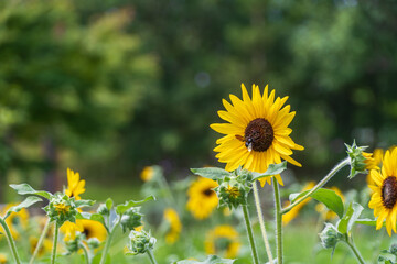 夏のひまわりと蜜蜂のマクロ風景
