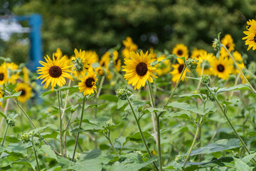 夏のひまわり畑の風景
