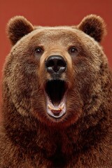 Obraz premium Bear muzzle. Open mouth. Surprise, shock, paws on head on color background. Space for text