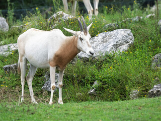 Scimitar horned oryx - African savvanah animal. African savvanah animal: Scimitar horned oryx