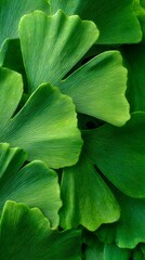 Obraz premium Ginkgo biloba green leaf background, close up of ginkgo leaves texture