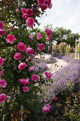 Pink Roses Bush Garden