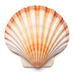 Obraz premium Isolated scallop shell close up on white background perfect for summer beach and ocean themed designs