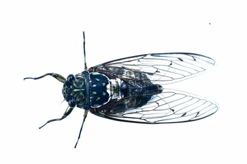 cicada
