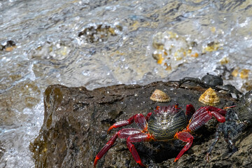 Red and black rock crabs run toward flowing water