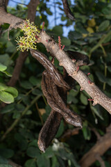 Carob beans, brown seed-laden pods, hang from carob trees in Mallorca (Spain).