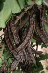 Carob beans, brown seed-laden pods, hang from carob trees in Mallorca (Spain).