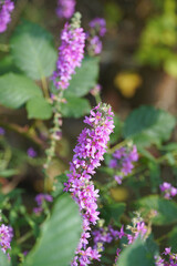 Obraz premium Lythrum salicaria Weeping grass Lýthrum salicária perennial medicinal herbaceous plant pink flowers flora nature