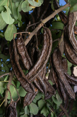 Carob beans, brown seed-laden pods, hang from carob trees in Mallorca (Spain).