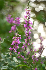 Obraz premium Lythrum salicaria Weeping grass Lýthrum salicária perennial medicinal herbaceous plant pink flowers flora nature