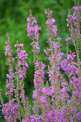 Fototapeta premium Lythrum salicaria Weeping grass Lýthrum salicária perennial medicinal herbaceous plant pink flowers flora nature