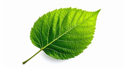 Fototapeta premium green leaf isolated on white
