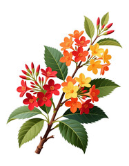 Vibrant Orange Blossoms in Full Bloom with Transparent Background, Watercolor Illustration for Branding