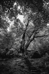 Naklejka premium chained oak in Alton in the woods