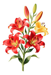 Vibrant Red Lilies Blooming, Transparent Cutout, Watercolor Illustration for Branding
