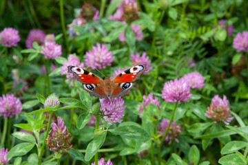 Clover flowers. A beautiful butterfly. peacock eye butterfly on a clover flower. Scene with a butterfly for background, post, screensaver, wallpaper, postcard, banner, cover, website