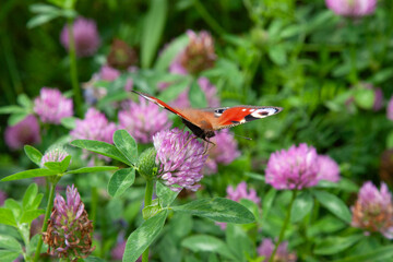 Clover flowers. A beautiful butterfly. peacock eye butterfly on a clover flower. Scene with a butterfly for background, post, screensaver, wallpaper, postcard, banner, cover, website