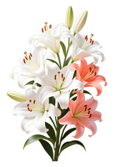 White Lilies Bouquet with Pink Accent, Blooming Flowers on Transparent Background, Digital Illustration