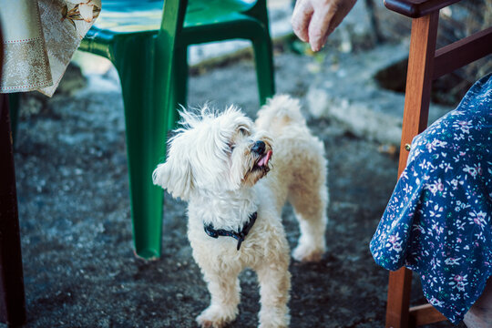 An insatiable Maltese dog.