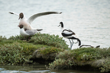 Mouette rieuse, accouplement, Chroicocephalus ridibundus, Black headed Gull, nid, Avocette élégante, Recurvirostra avosetta, Pied Avocet