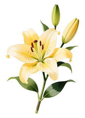 Yellow Lily Flower Blossom with Transparent Background, Watercolor Illustration for Branding