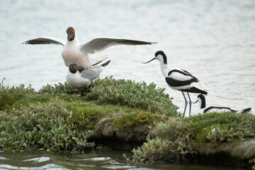 Mouette rieuse, accouplement, Chroicocephalus ridibundus, Black headed Gull, nid, Avocette élégante, Recurvirostra avosetta, Pied Avocet