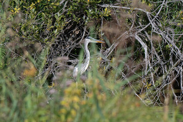 Héron cendré, Ardea cinerea, Grey Heron