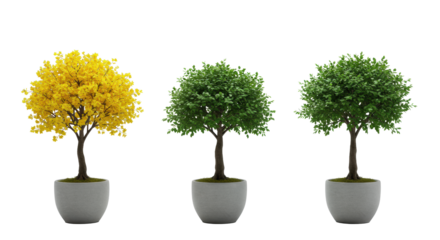 Three elegant miniature trees, one with yellow blossoms, two green, in light grey ceramic pots, arranged linearly on a clean light grey background, 45-degree view. Concept of refined natural beauty