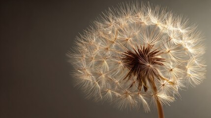 Dandelion seedhead close up
