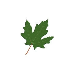 Green Maple Leaf Clipart, Autumn Vector Illustration