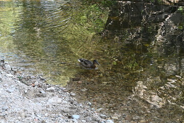Boca del asno , Segovia