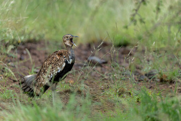 The red-crested korhaan or red-crested bustard (Lophotis ruficrista) displaying and  calling in the Kruger National Park in South Africa