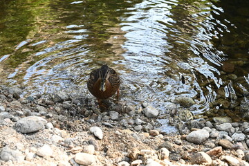 Boca del asno , Segovia