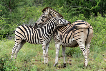 Zebra walking and hanging around in the Kruger National Park in South Africa