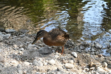 Boca del asno , Segovia