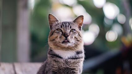 Fototapeta premium Close-up portrait of a tabby cat with blurred natural background.