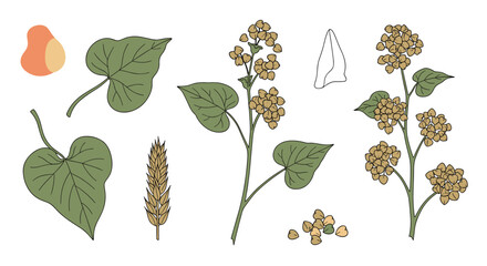 Detailed illustrations of buckwheat plant components showing leaves flowers and seed heads