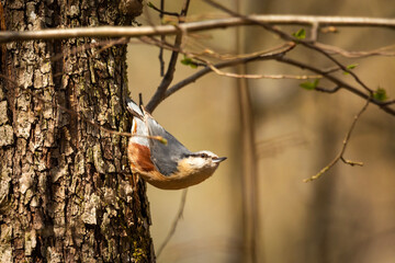 Nuthatch bird on a tree