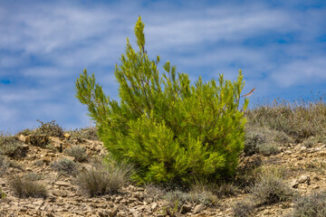 Azure water in the Adriatic Sea, rocky coast of the island of Rab, cloudy, threatening sky, Strucic beach