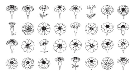 Collection of detailed botanical illustrations of various flowers in silhouette